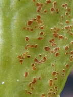 Imagem de Puccinia aucta Berk. & F. Muell. 1872