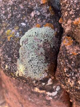 Imagem de Lecanora argopholis (Ach.) Ach.