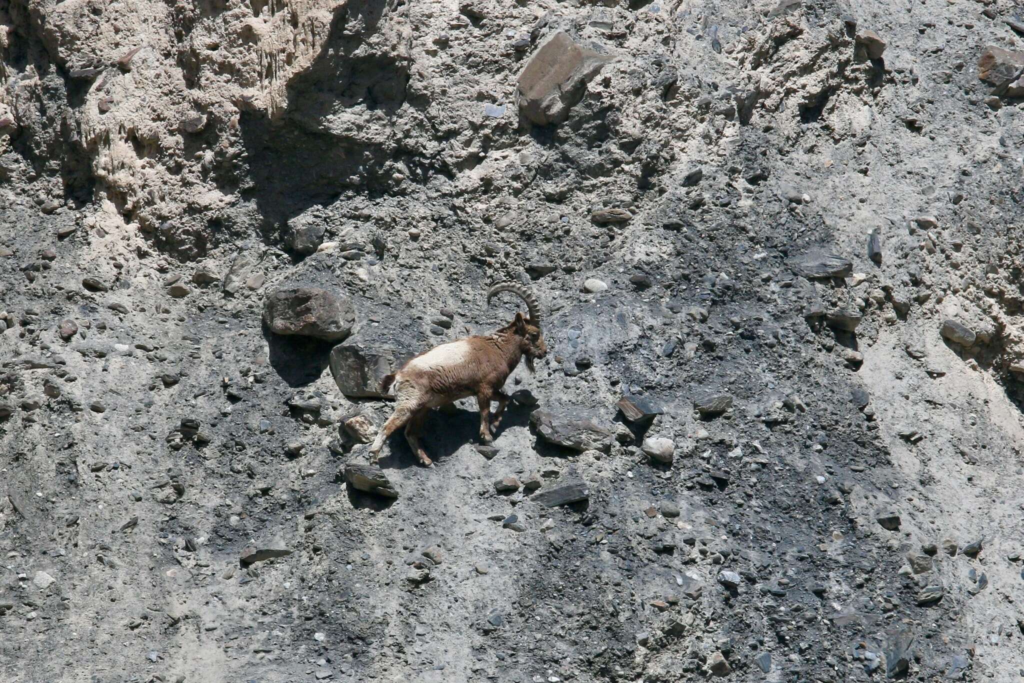 Image of Asiatic Ibex