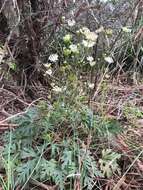 Image of Trachymene composita var. composita