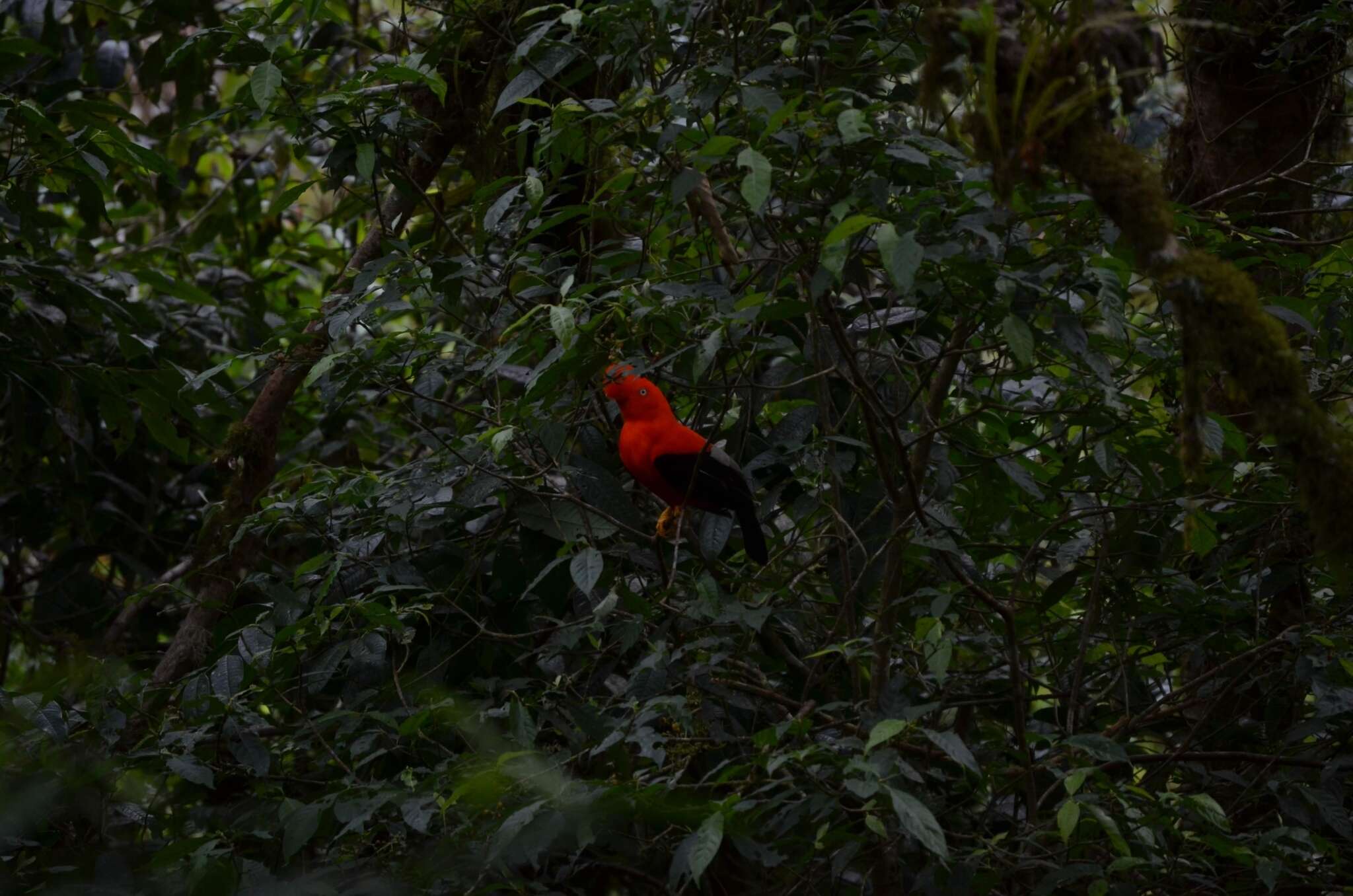 Rupicola peruvianus saturatus Cabanis & Heine 1860 resmi