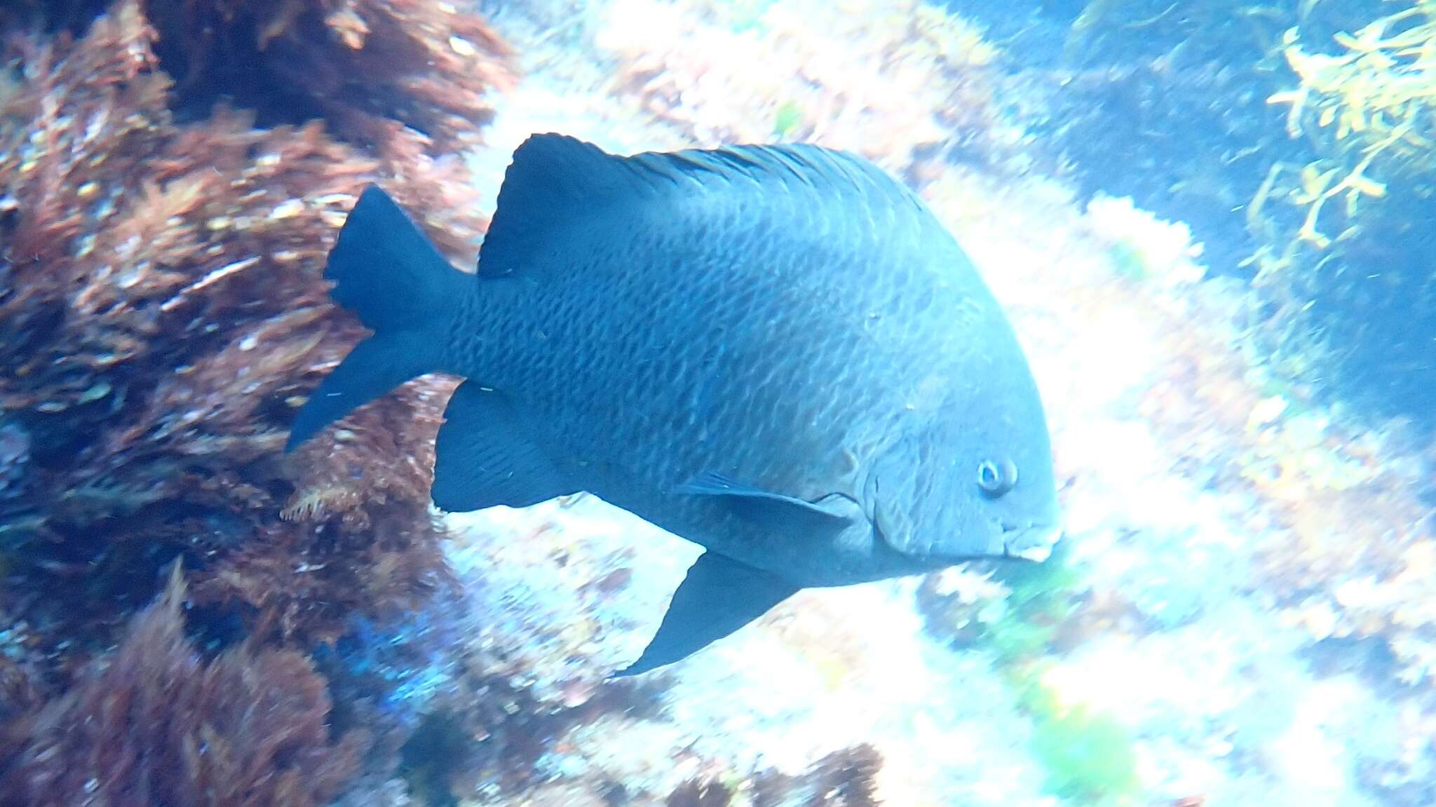 Image of New Zealand black angelfish