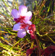 Drosera xerophila的圖片