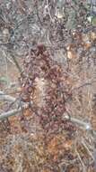 Image of tall dodder