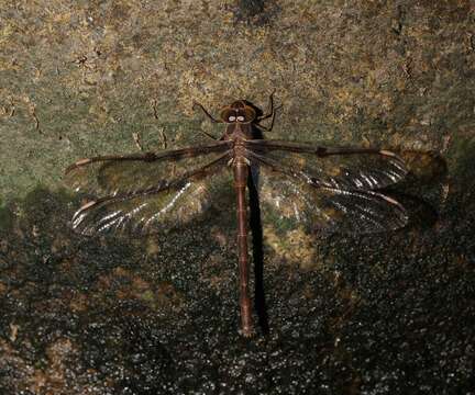 Image of Telephlebia brevicauda Tillyard 1916