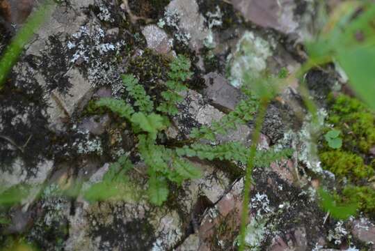 Imagem de Woodsia alpina (Bolton) Gray