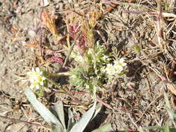 Image of cotulaleaf pincushionplant