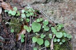 Image of Peperomia claytonioides Kunth