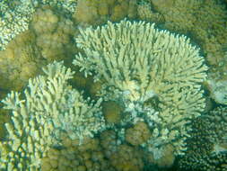 Image of Acropora solitaryensis Veron & Wallace 1984