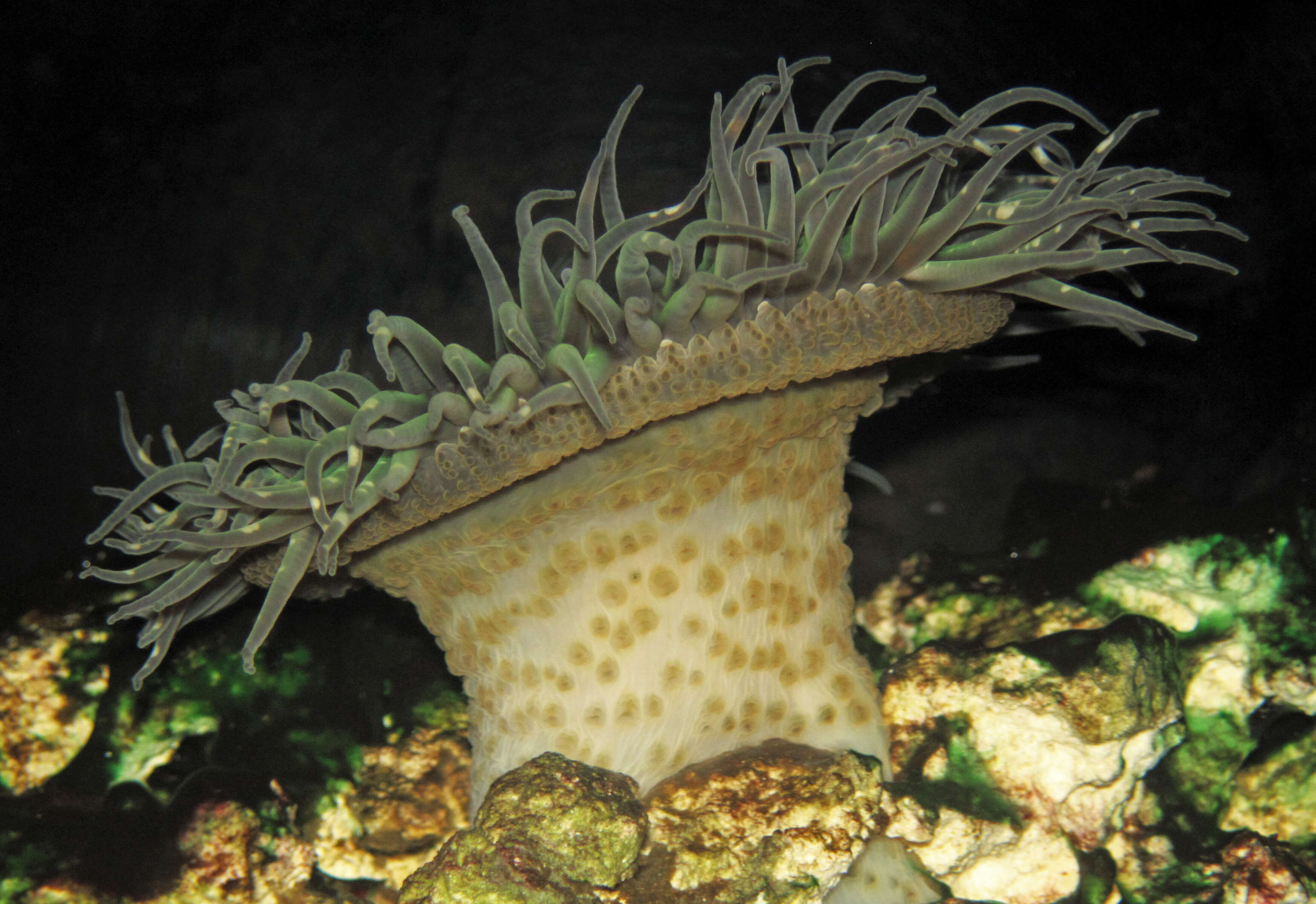 Image of giant green anemone