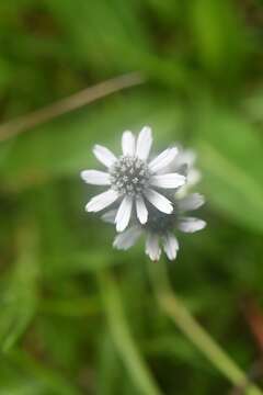 Image of Eryngium scaposum Turcz.