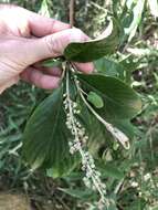 Arachnothryx buddleioides (Benth.) Planch. resmi