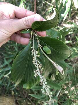 Plancia ëd Arachnothryx buddleioides (Benth.) Planch.