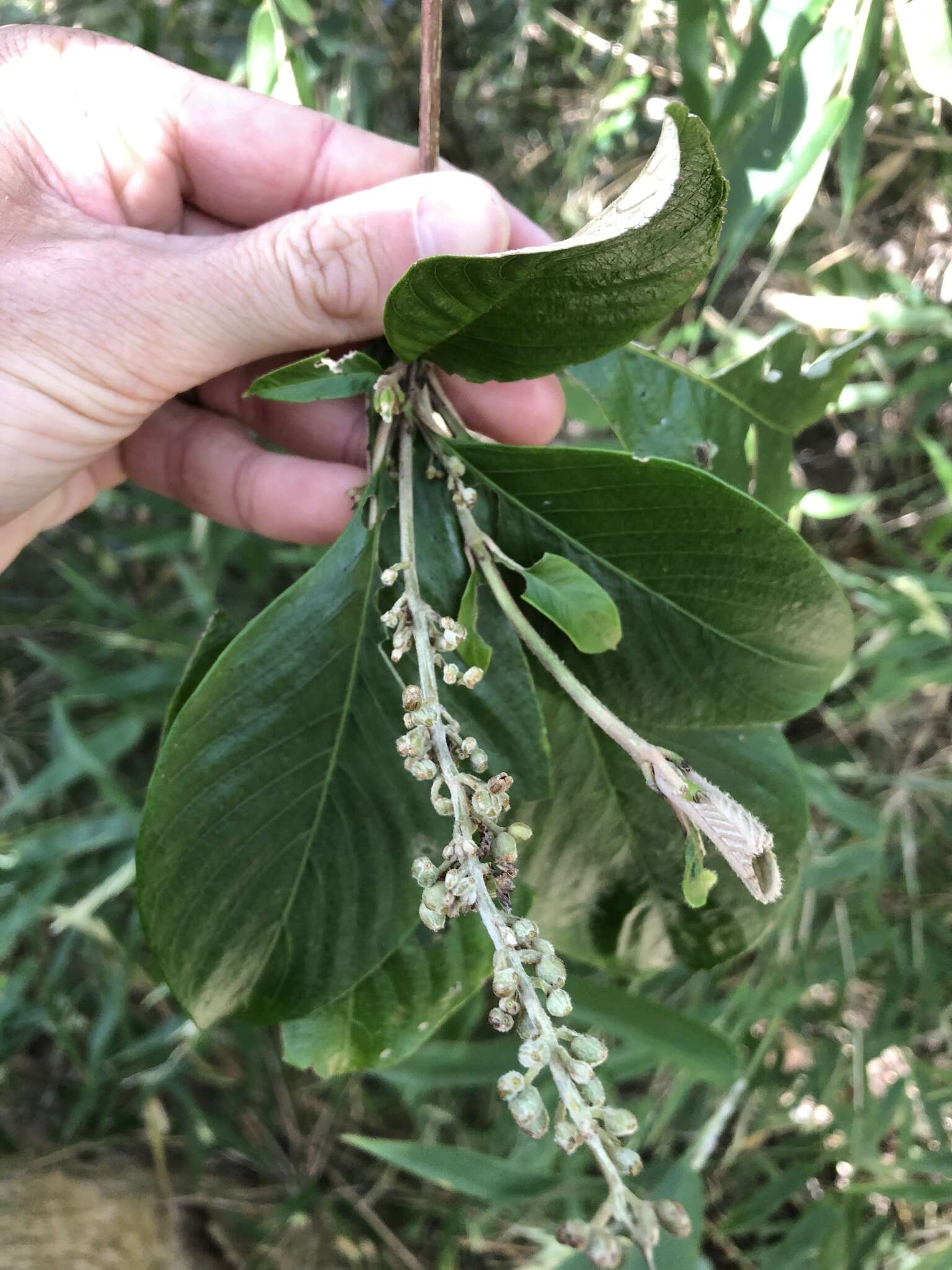 Arachnothryx buddleioides (Benth.) Planch. resmi