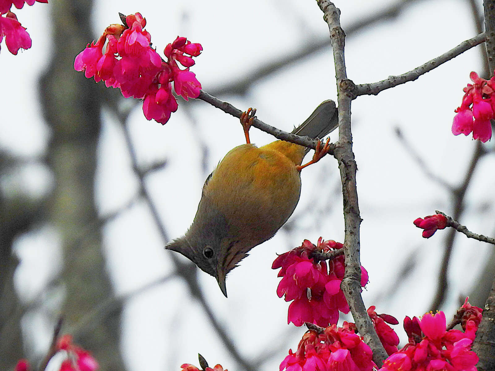 Image of Stripe-throated Yuhina