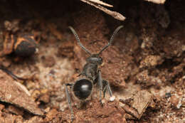 Plancia ëd Polyrhachis punctiventris Mayr 1876