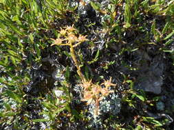 Image of Encrusted Saxifrage