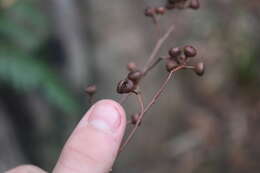 Image of Eucalyptus racemosa Cav.