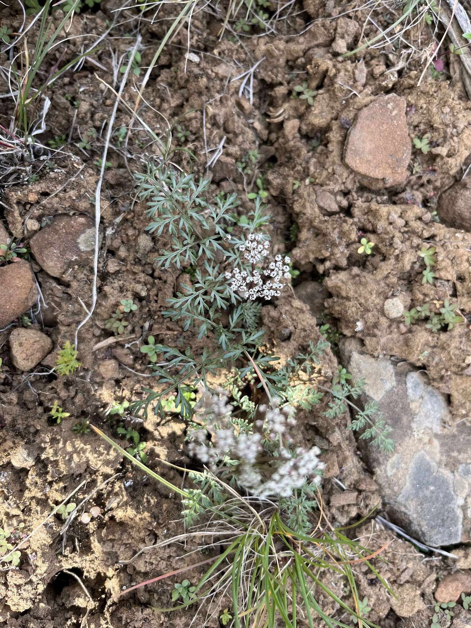 Lomatium canbyi (Coult. & Rose) Coult. & Rose resmi