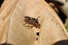 Lasioglossum bruneri (Crawford 1902)的圖片