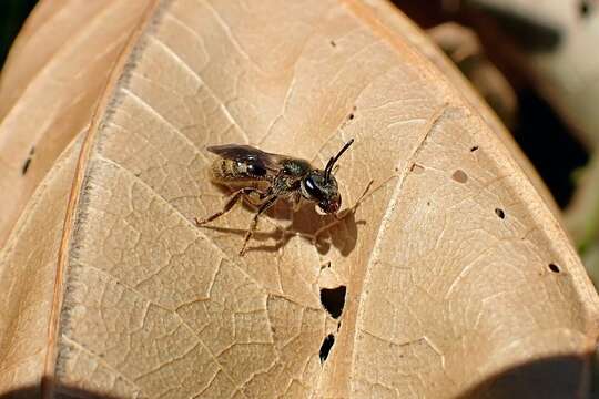 Lasioglossum bruneri (Crawford 1902)的圖片