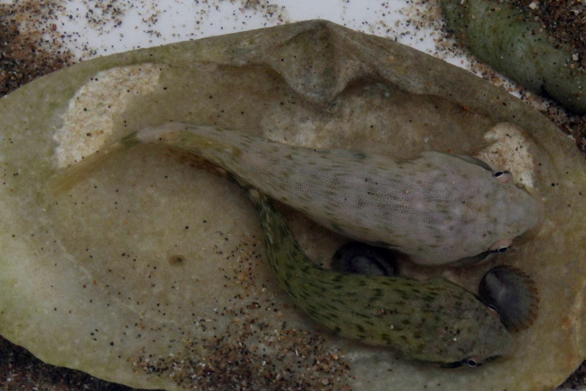 Image of Estuary Clingfish