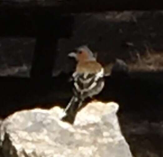 Image of Fringilla coelebs schiebeli Stresemann 1925