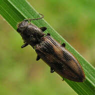 Image of <i>Liotrichus umbripennis</i>