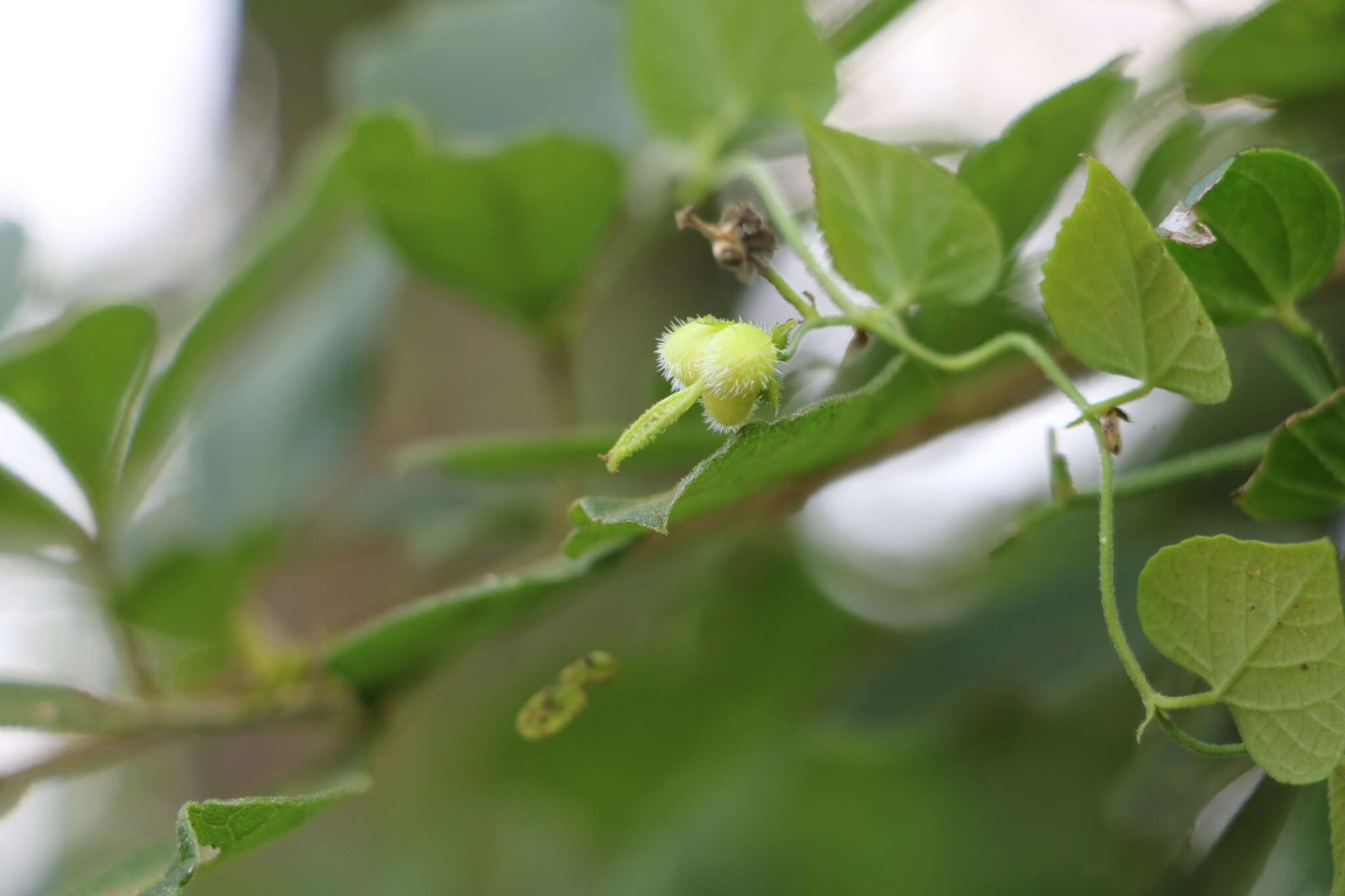 Image of Thunbergia dregeana Nees