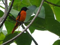 Image of Orange Minivet