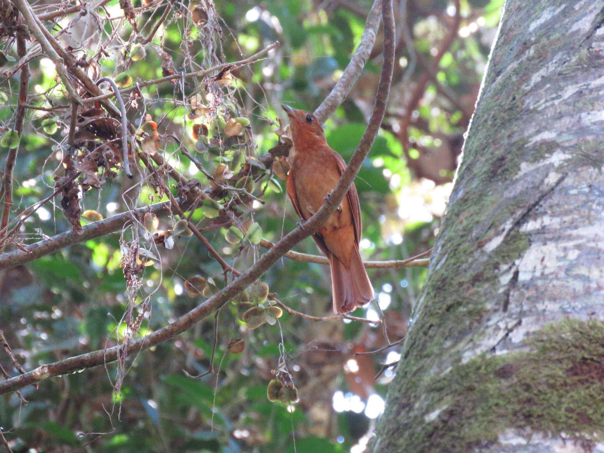 Image of Rufous Piha