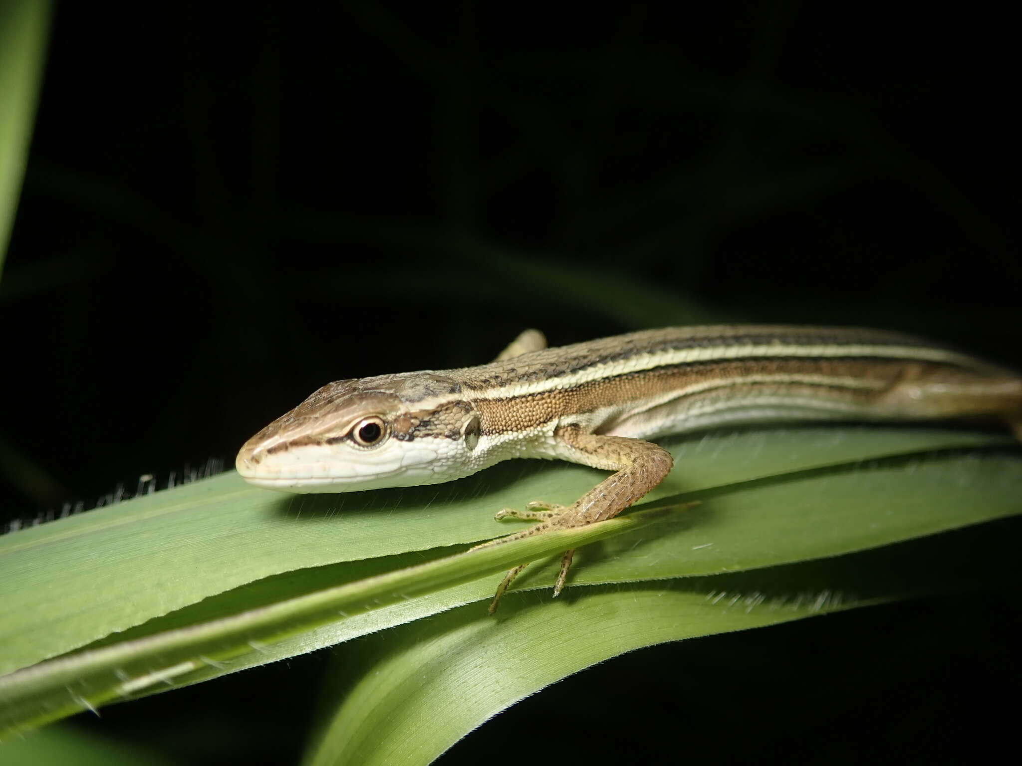 Image of Takydromus stejnegeri Van Denburgh 1912