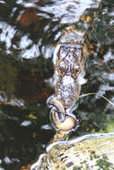 Image of Striped Crayfish Snake