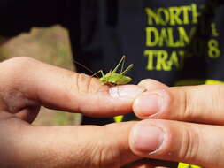 Image de Leptophyes intermedia Ingrisch & Pavićević 2010