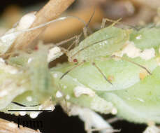 Image of Aphid