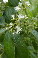 Слика од Miconia laevigata (L.) DC.