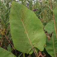 Image de Silphium terebinthinaceum Jacq.