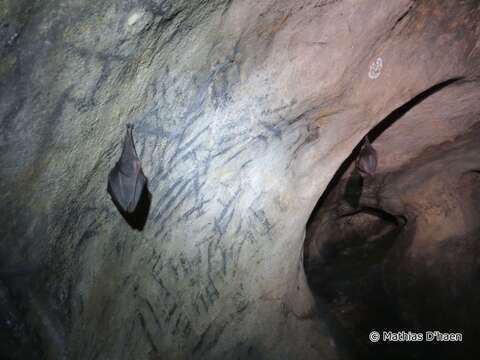 Image of Lesser Horseshoe Bat