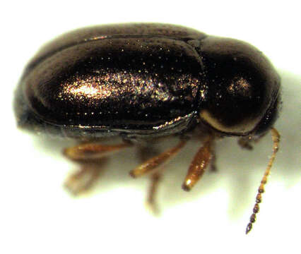 Image of Bronze leaf beetle