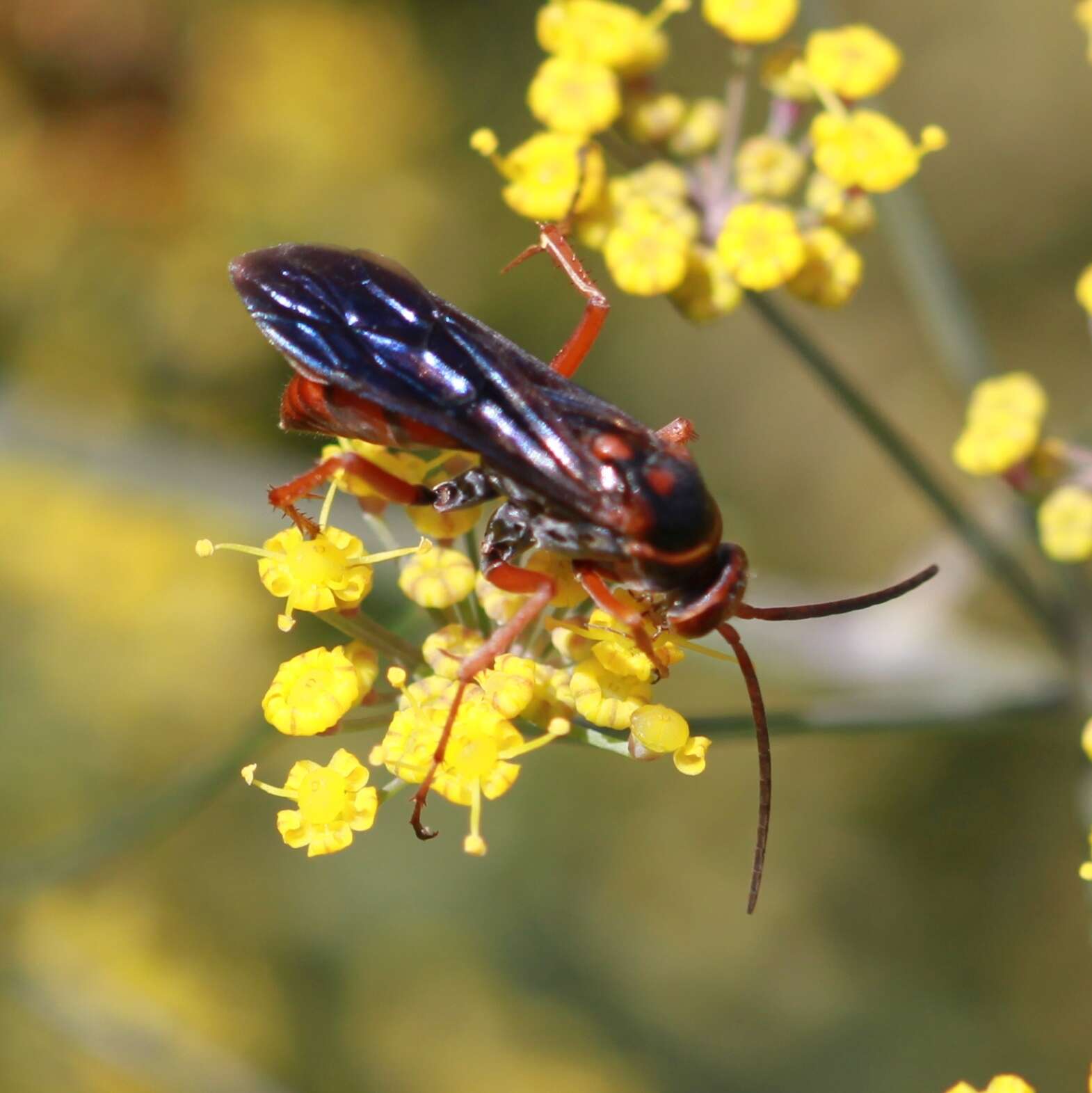 صورة Tachypompilus ferrugineus nigrescens