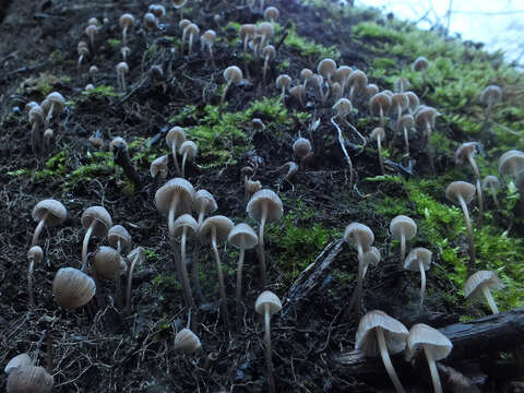 Imagem de Mycena leptocephala (Pers.) Gillet 1876