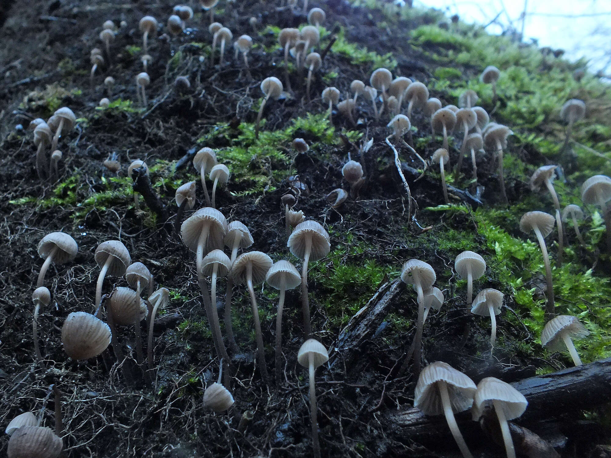 Imagem de Mycena leptocephala (Pers.) Gillet 1876