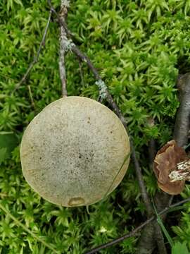 Image of Leccinum holopus (Rostk.) Watling 1960