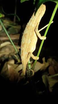 Image of Kenya Leaf Chameleon