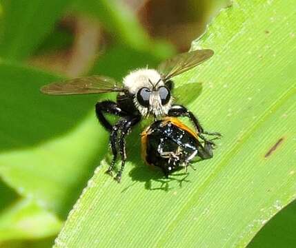 Image of Laphria virginica (Banks 1917)