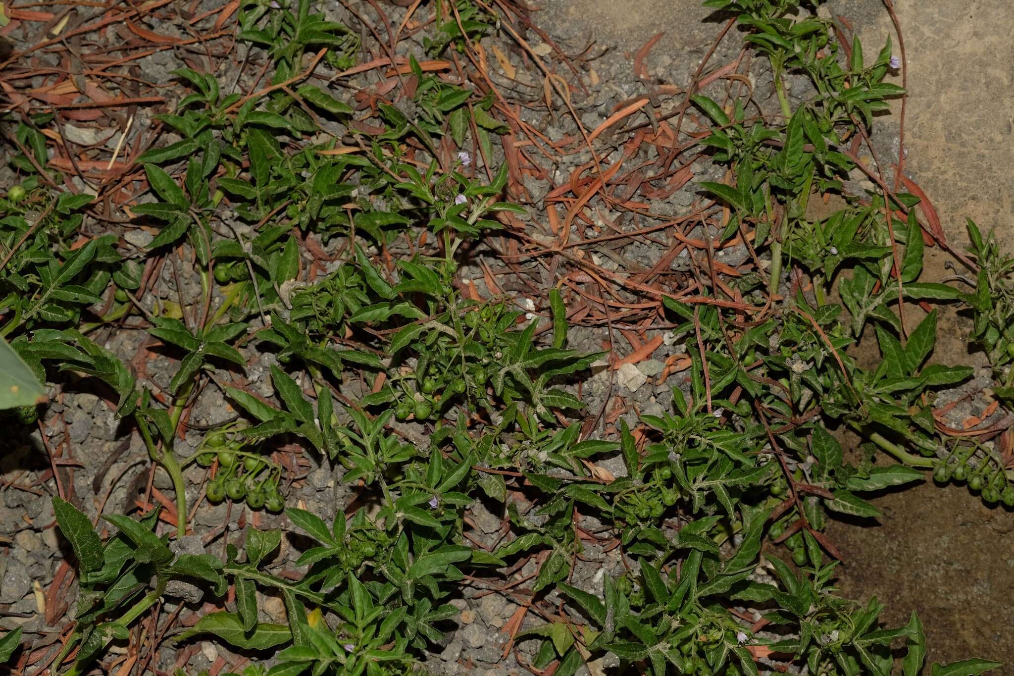 Image of Solanum palitans C. V. Morton