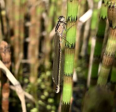 Image of Norfolk Damselfly