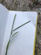 Image of thin paspalum