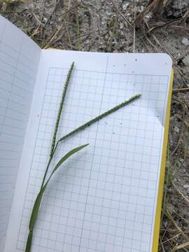 Image of thin paspalum