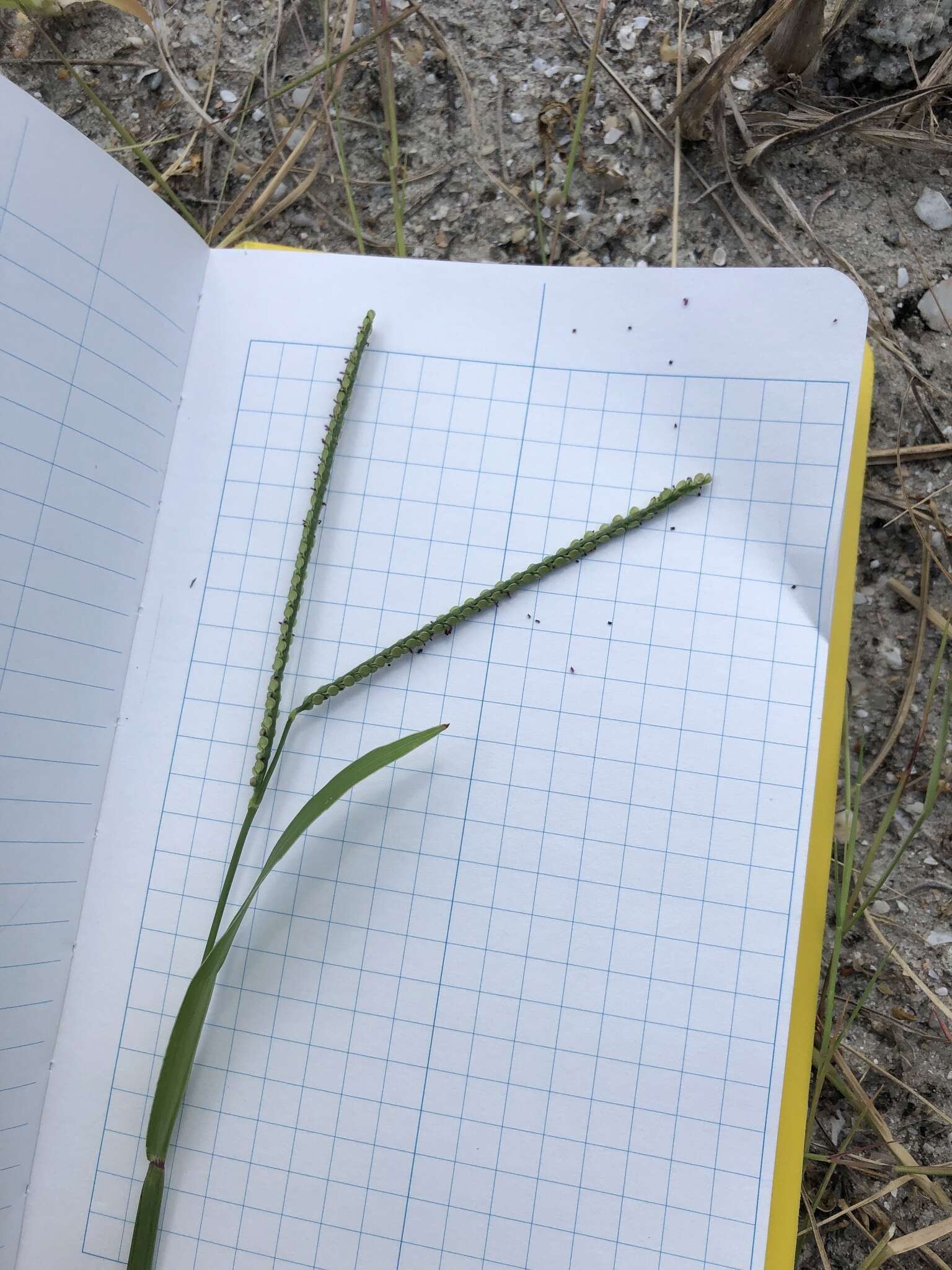 Image of thin paspalum